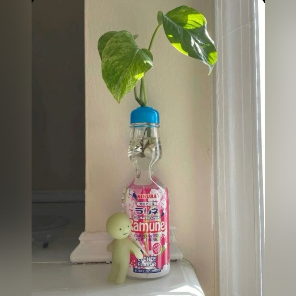 Meet your Posher, Delilah